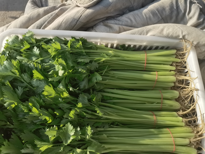 精品香芹菜规格全，江苏产地供货，价格低对接全国批发商