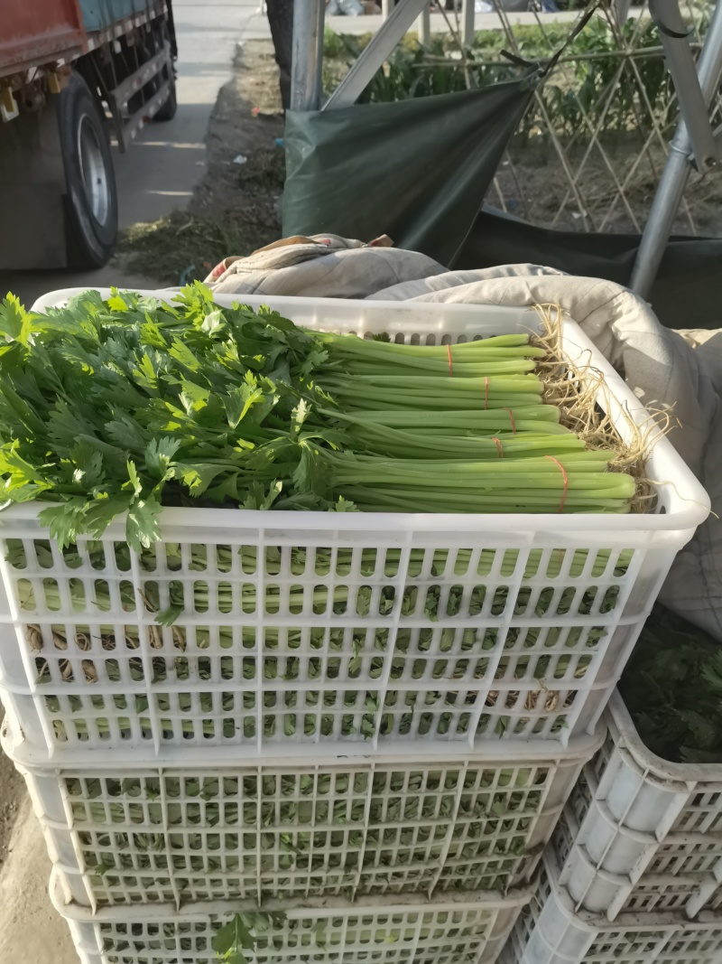 精品香芹菜规格全，江苏产地供货，价格低对接全国批发商
