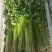 精品香芹菜规格全，江苏产地供货，价格低对接全国批发商