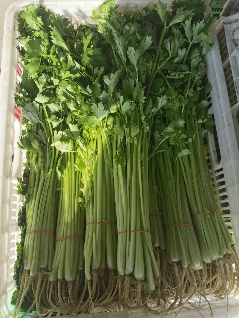 精品香芹菜规格全，江苏产地供货，价格低对接全国批发商