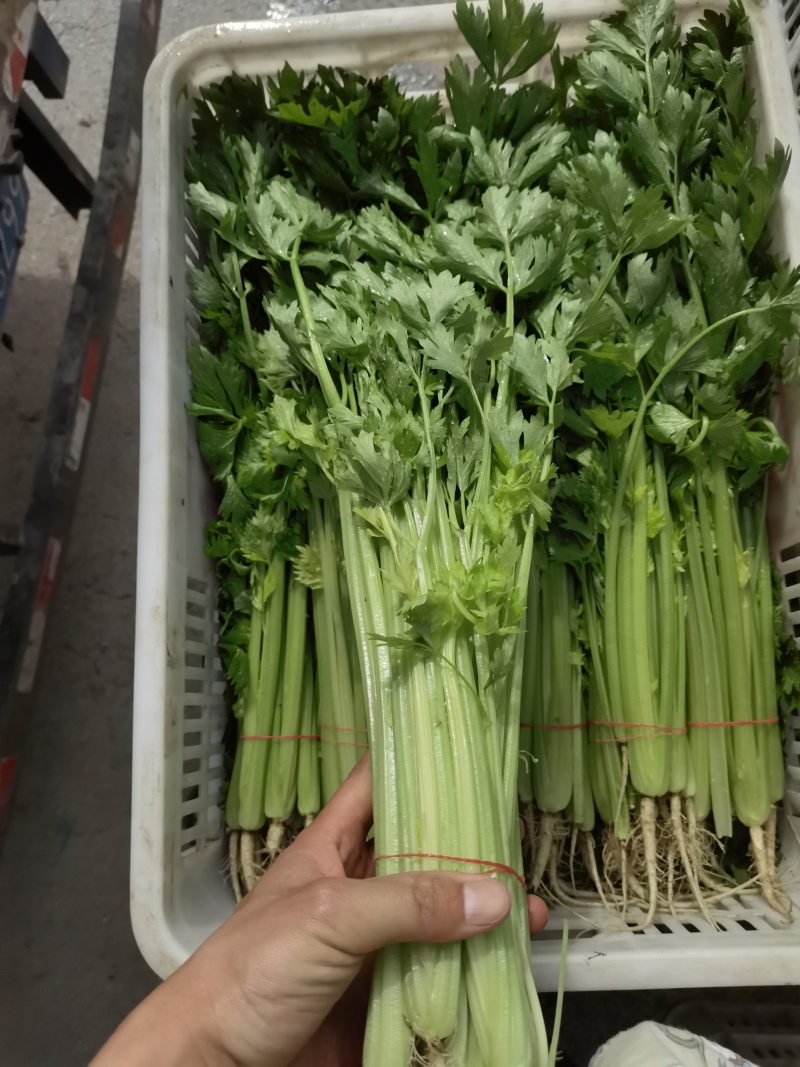 精品香芹菜规格全，江苏产地供货，价格低对接全国批发商