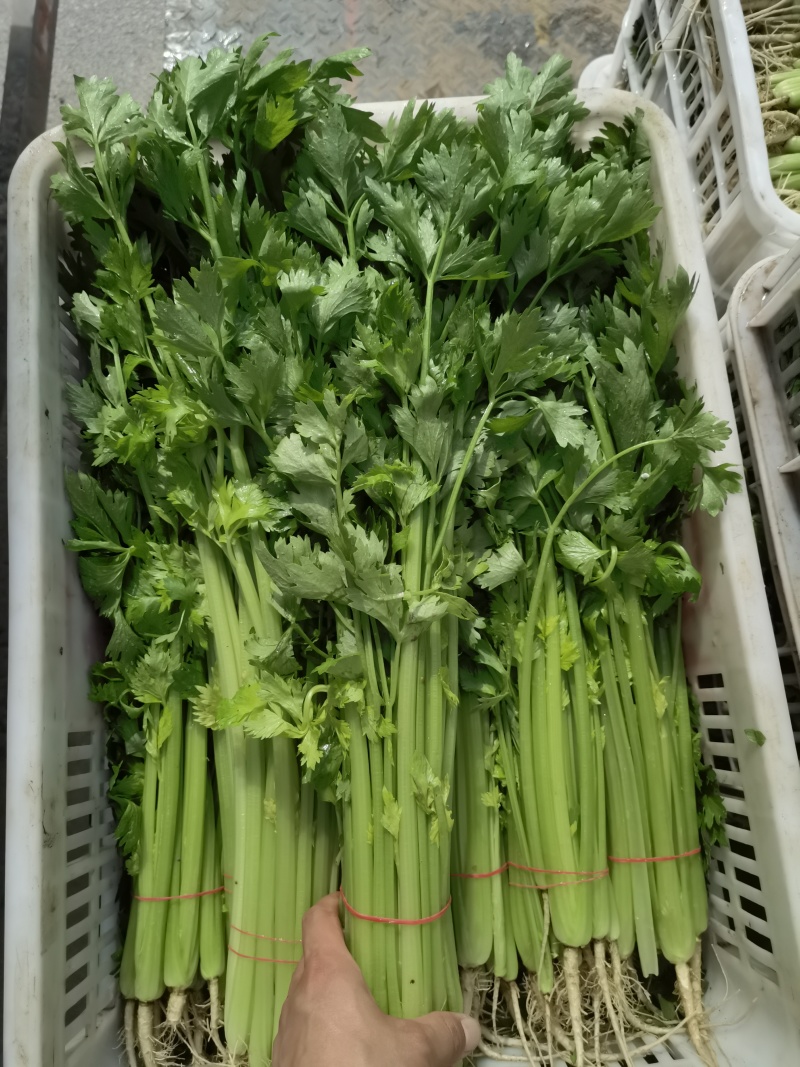精品香芹菜规格全，江苏产地供货，价格低对接全国批发商