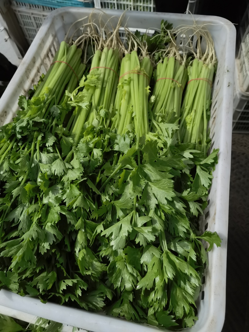 精品香芹菜规格全，江苏产地供货，价格低对接全国批发商