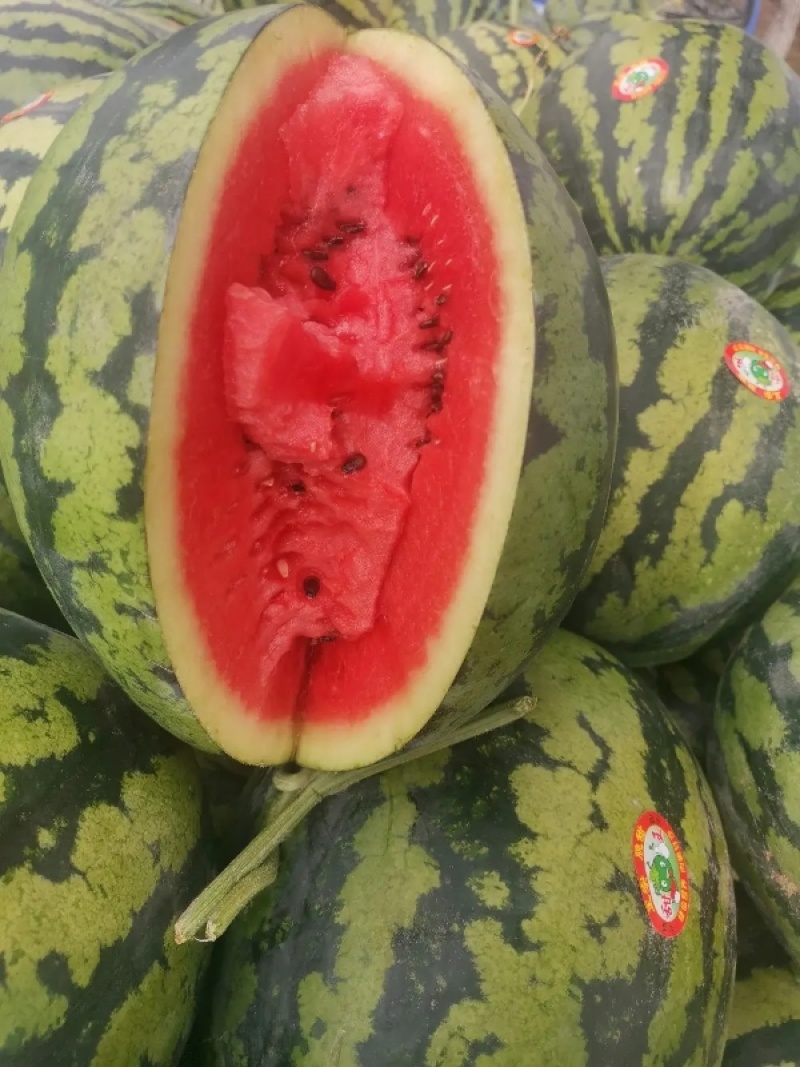 陕西蒲城县甜王西瓜大量上市，口感甜质量好保证质量代发全国