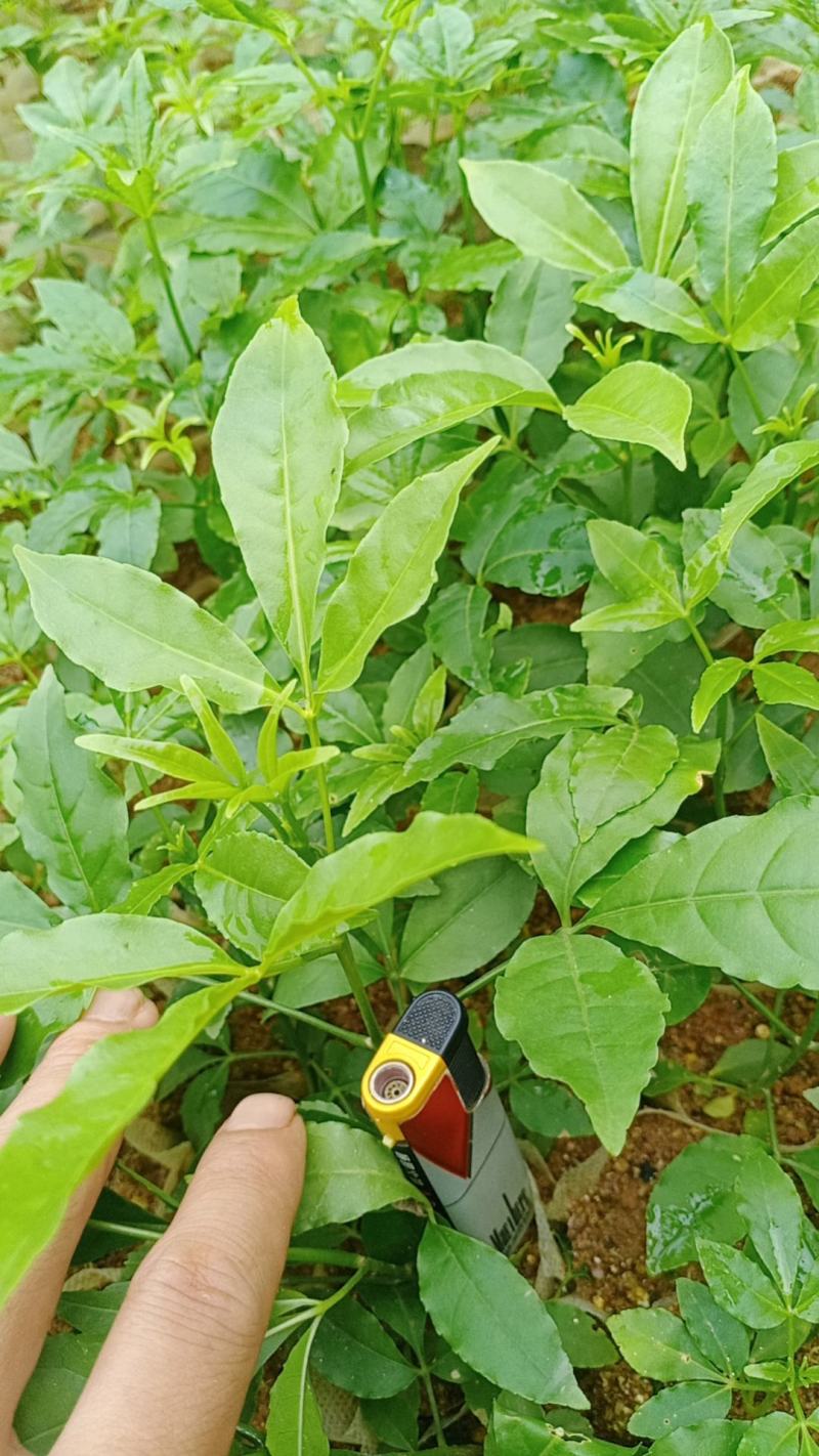 三叉苦种苗药材苗种植三叉苦20~40公分高杯苗大量有货