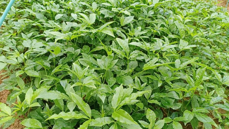 三叉苦种苗药材苗种植三叉苦20~40公分高杯苗大量有货