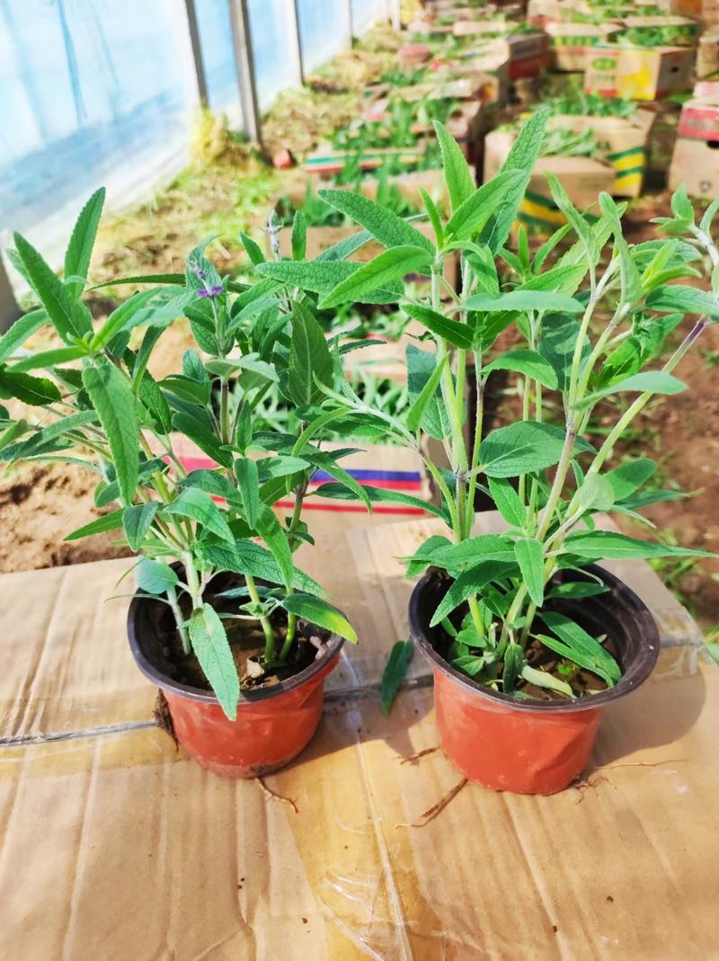 墨西哥鼠尾草，基地直销，常年销售各种绿化苗木