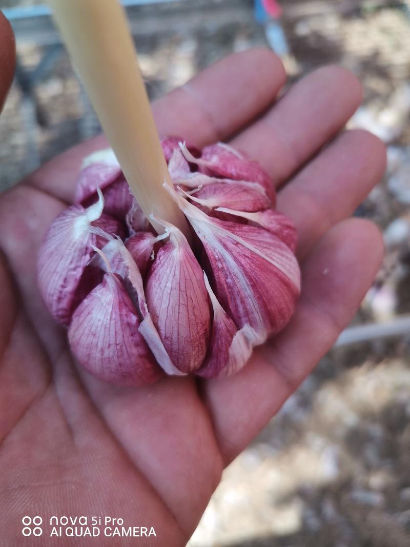 大蒜【荐】精品金乡大蒜，紫皮蒜大量上市品质保证欢迎来电