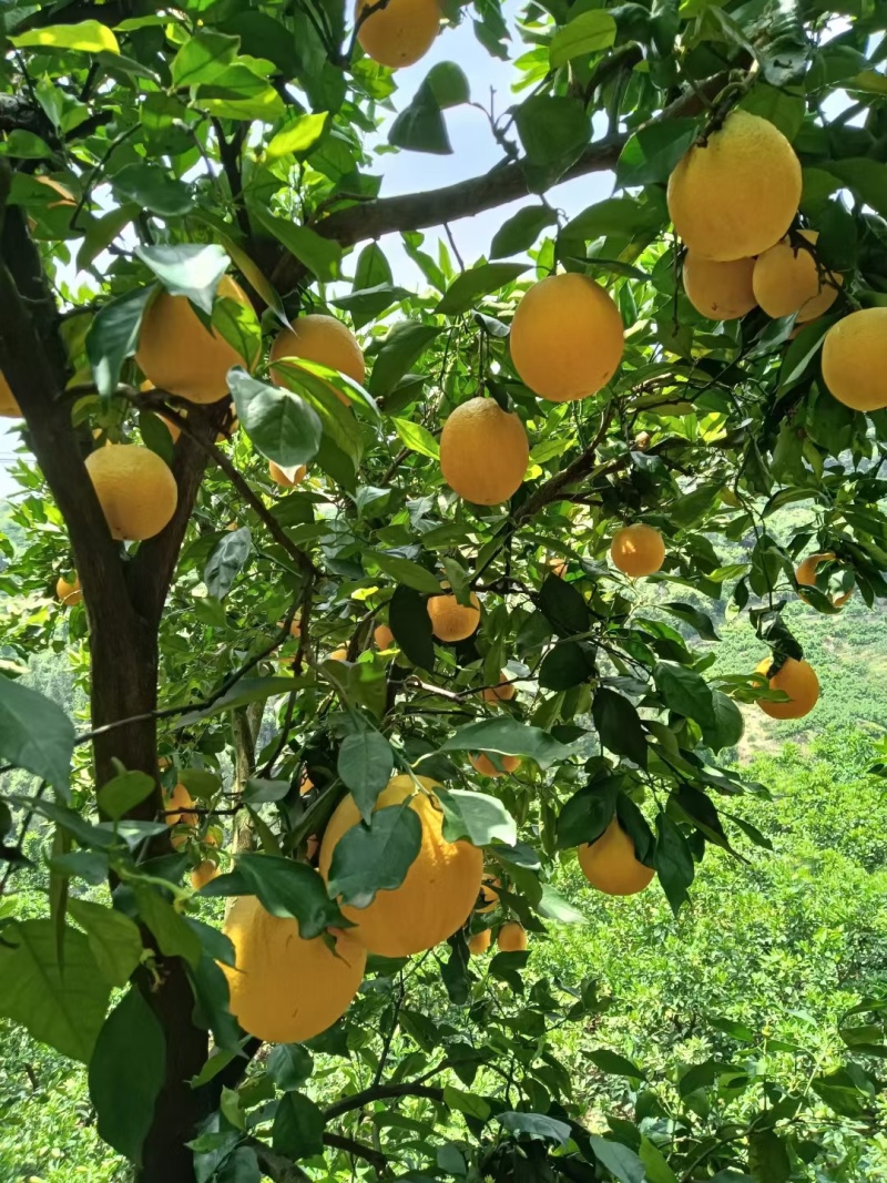 夏橙榨汁专用湖北秭归产地直销鲜橙代办代发