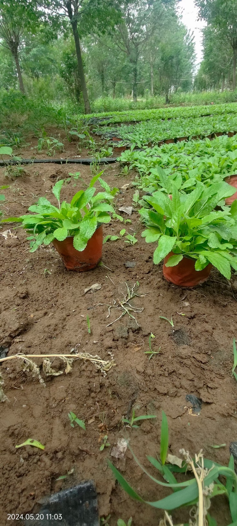 篮花鼠尾草，鼠尾草，草花鼠尾草，供应常年供应各种绿化苗木