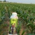 玉米营养肥:腐植酸水溶肥花生大豆玉米小麦营养肥料