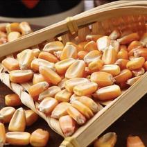 正宗东北大颗粒黄玉米干无霉变无水分支持全国各地发货