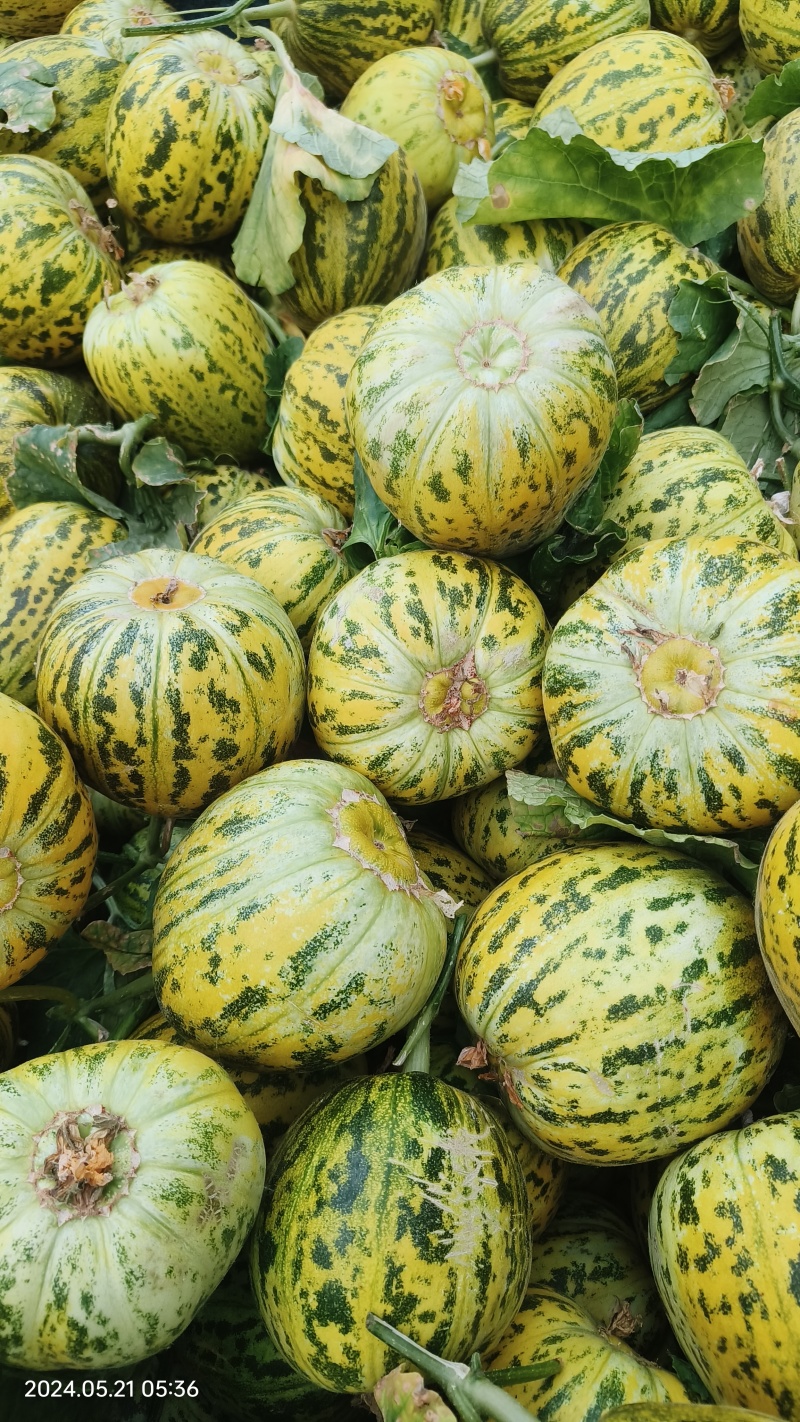 花蕾，花美人甜瓜产地供应，货源充足，供商超批发。全国代发