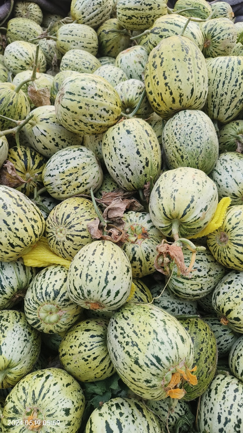 花蕾，花美人甜瓜产地供应，货源充足，供商超批发。全国代发