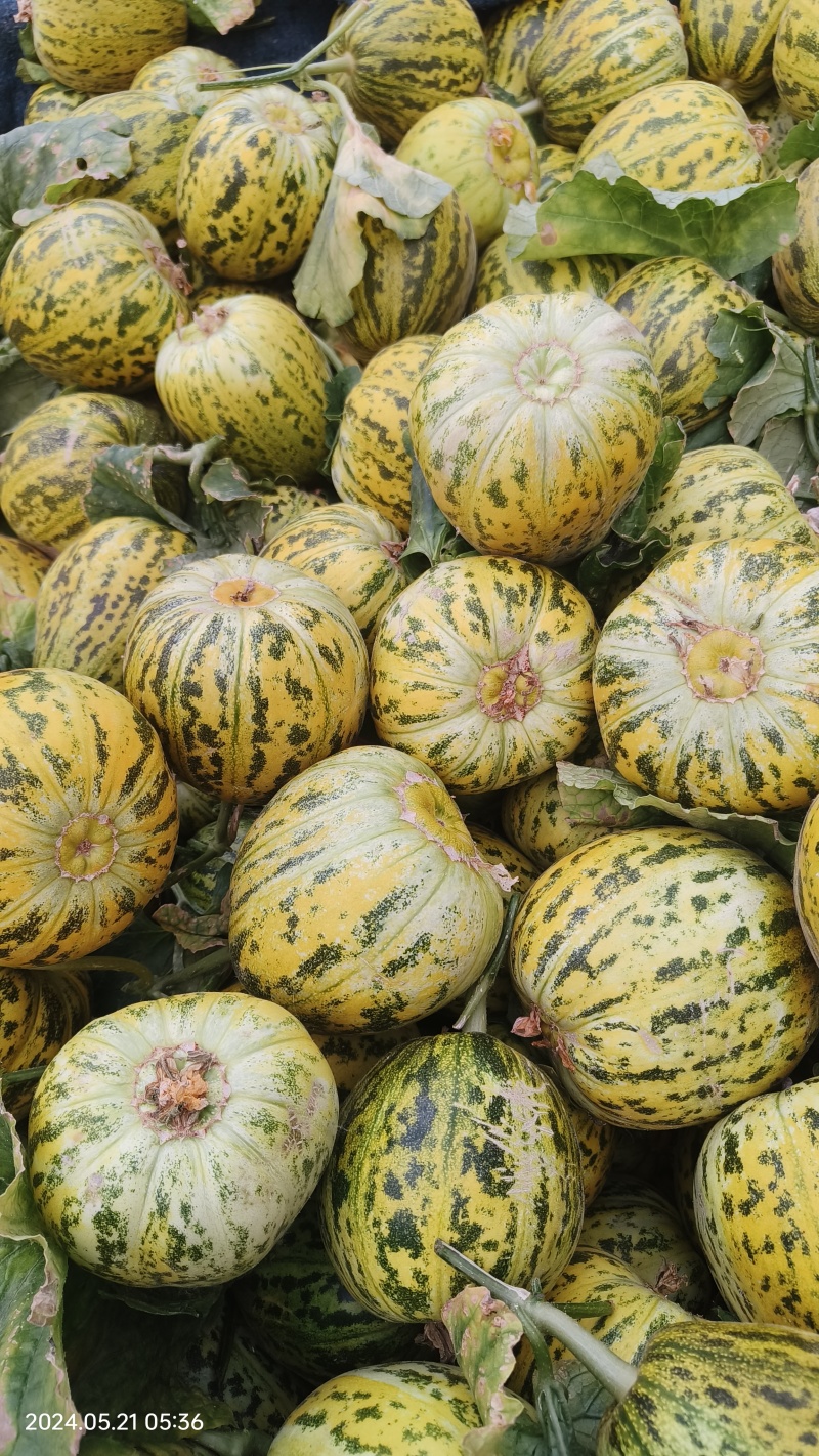 花蕾，花美人甜瓜产地供应，货源充足，供商超批发。全国代发