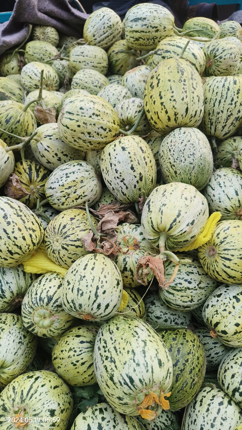 花蕾，花美人甜瓜产地供应，货源充足，供商超批发。全国代发