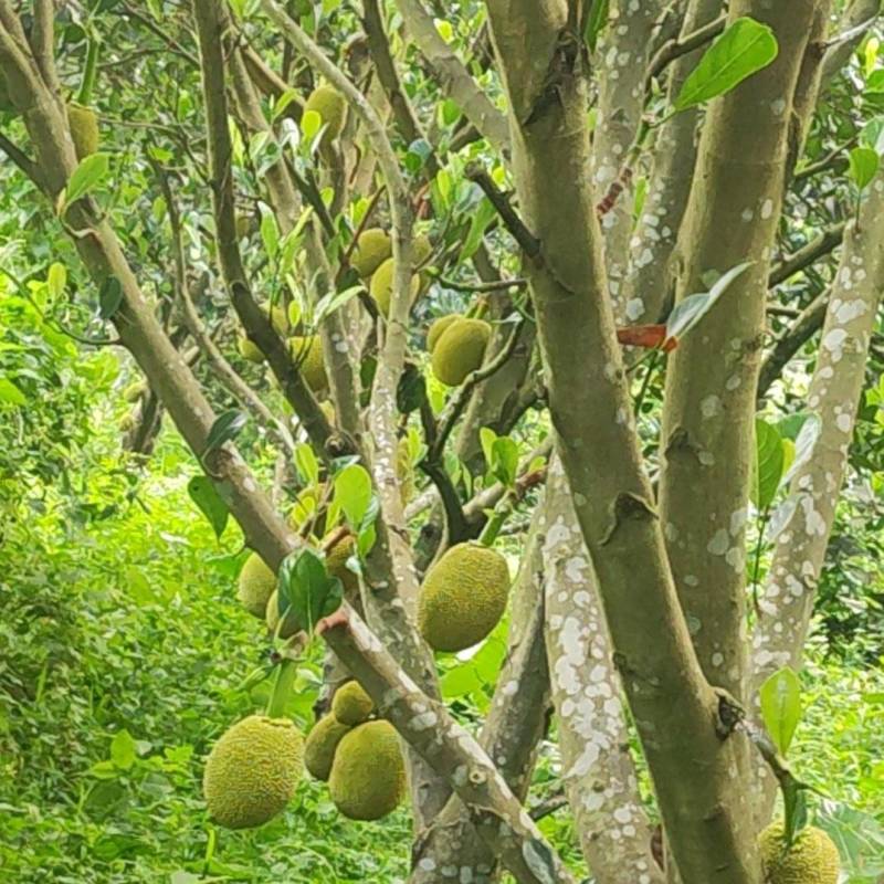 精品常有菠萝蜜鲜果珍珠菠萝蜜对接电商市场商超等各类客户