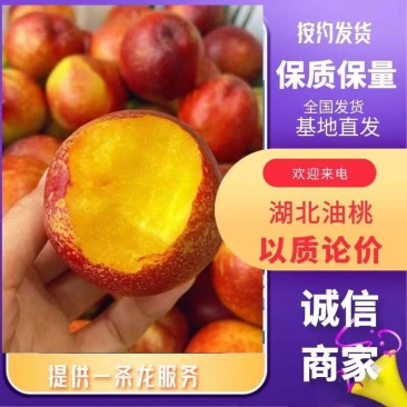黄心油桃惊雷产地大量销售中，个大均匀，对接电商社区团购商
