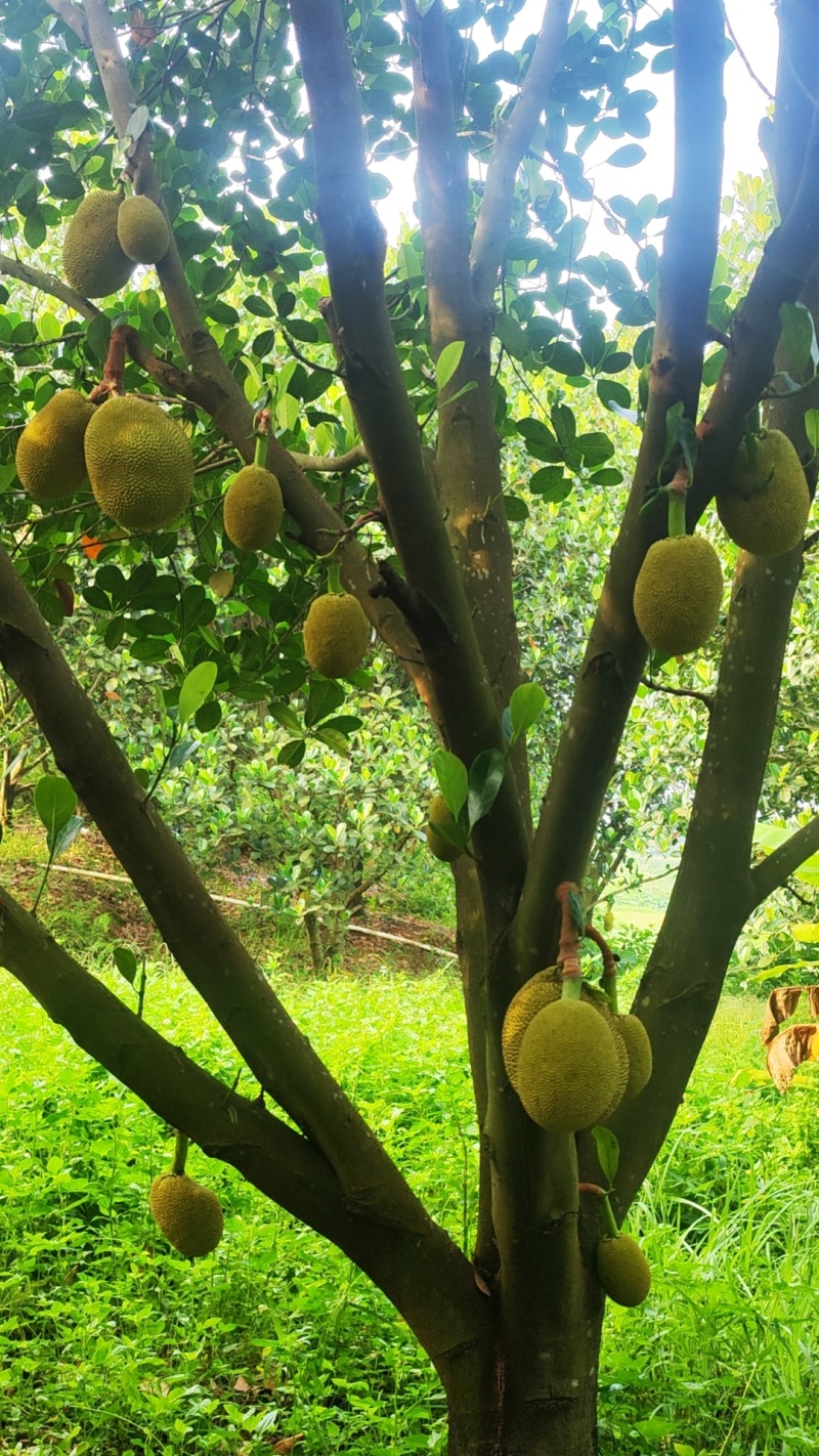 精品常有菠萝蜜鲜果珍珠菠萝蜜对接电商市场商超等各类客户
