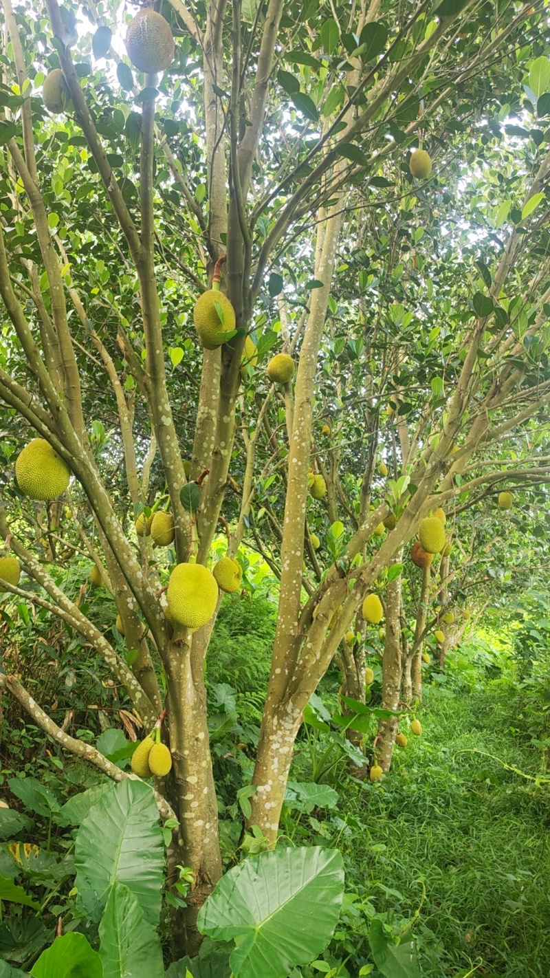精品常有菠萝蜜鲜果珍珠菠萝蜜对接电商市场商超等各类客户