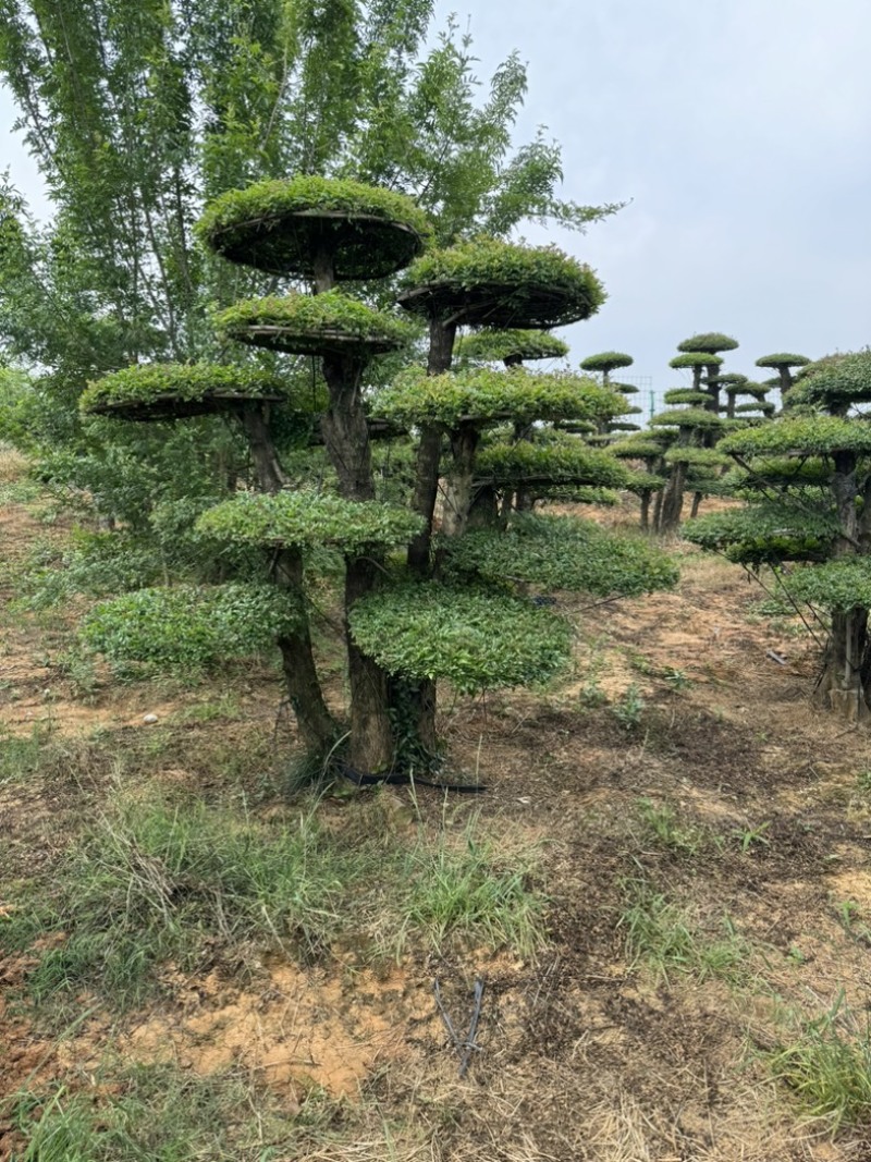 造型树，对接白蜡，易存活，市政小区绿化、净化树种优选！