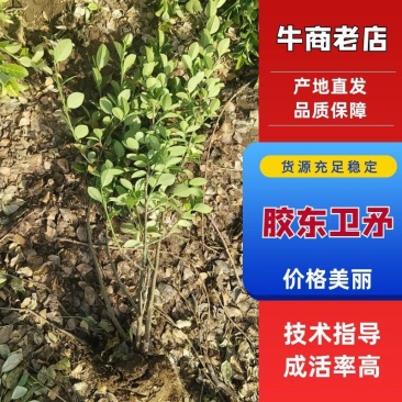 胶东卫矛，产地直销，高度均匀，色泽鲜艳，冠幅饱满，欢迎购