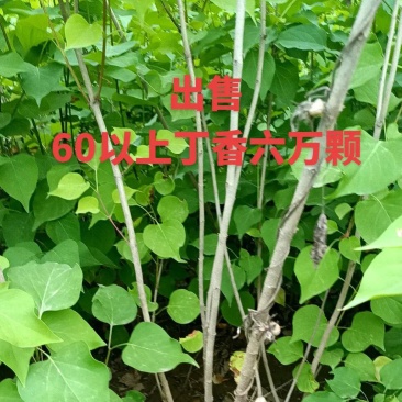 紫丁香高度80左右十万颗