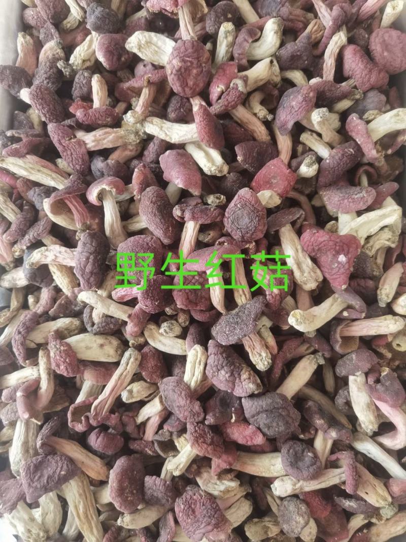 野生红菇，干品精选，产地直发，量大价优！