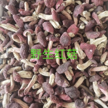 野生红菇，干品精选，产地直发，量大价优！