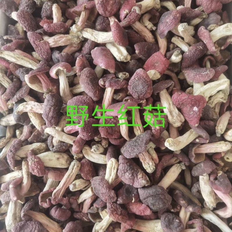 野生红菇，干品精选，产地直发，量大价优！