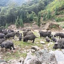 生态藏香猪