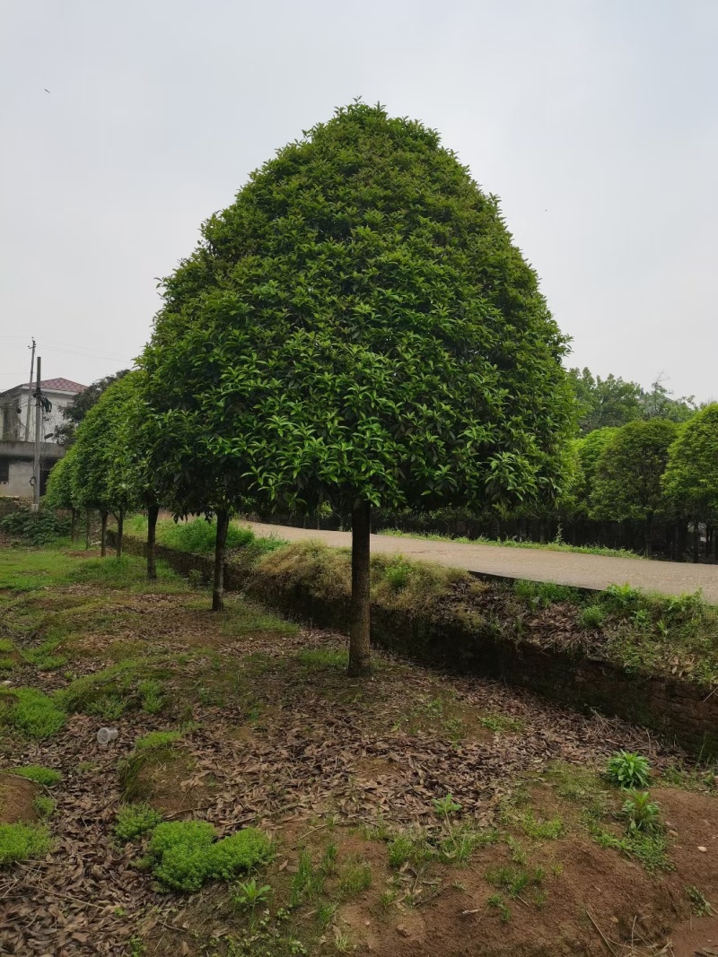 精品桂花