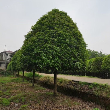 精品桂花