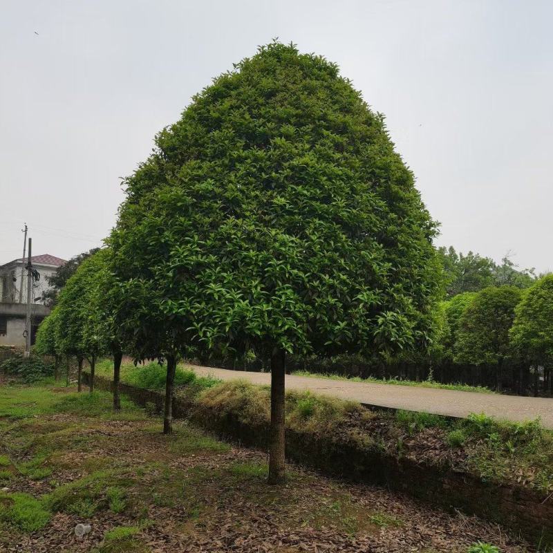 精品桂花