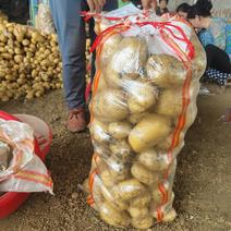 大量供应各种品种土豆，支持各种包装