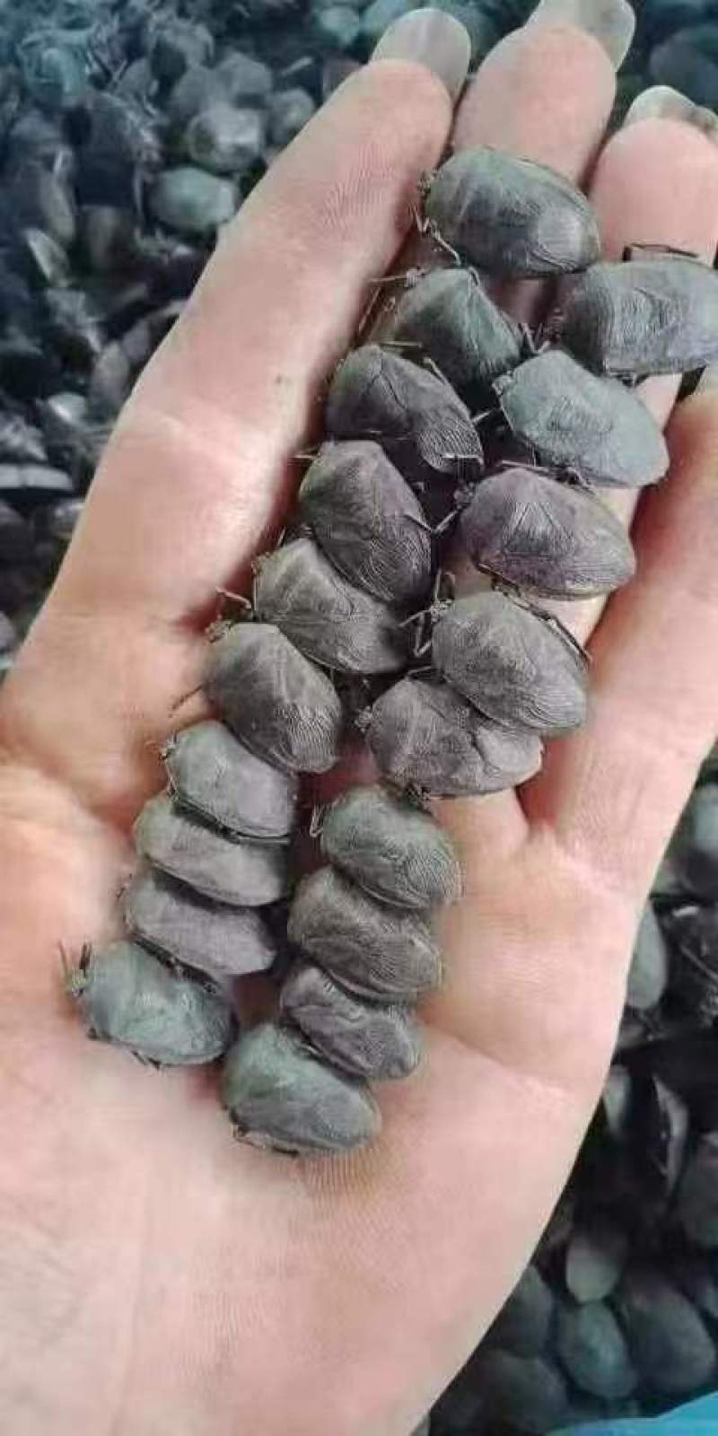 九香虫