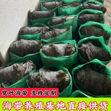 海带挂菜宽叶海带海带干海带皮干海带散菜一棵菜基地直接供货
