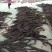 海带挂菜宽叶海带海带干海带皮干海带散菜一棵菜基地直接供货
