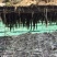 海带挂菜宽叶海带海带干海带皮干海带散菜一棵菜基地直接供货