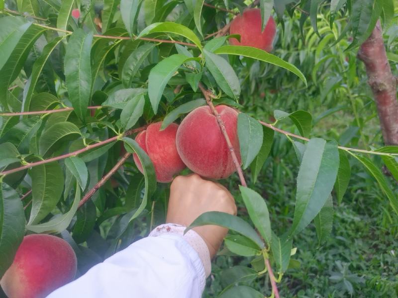 基地直供，香甜可口，水分充足，化渣耐储存优良品种桃子上市