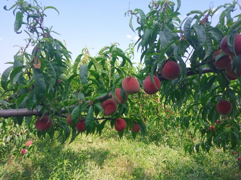 基地直供，香甜可口，水分充足，化渣耐储存优良品种桃子上市