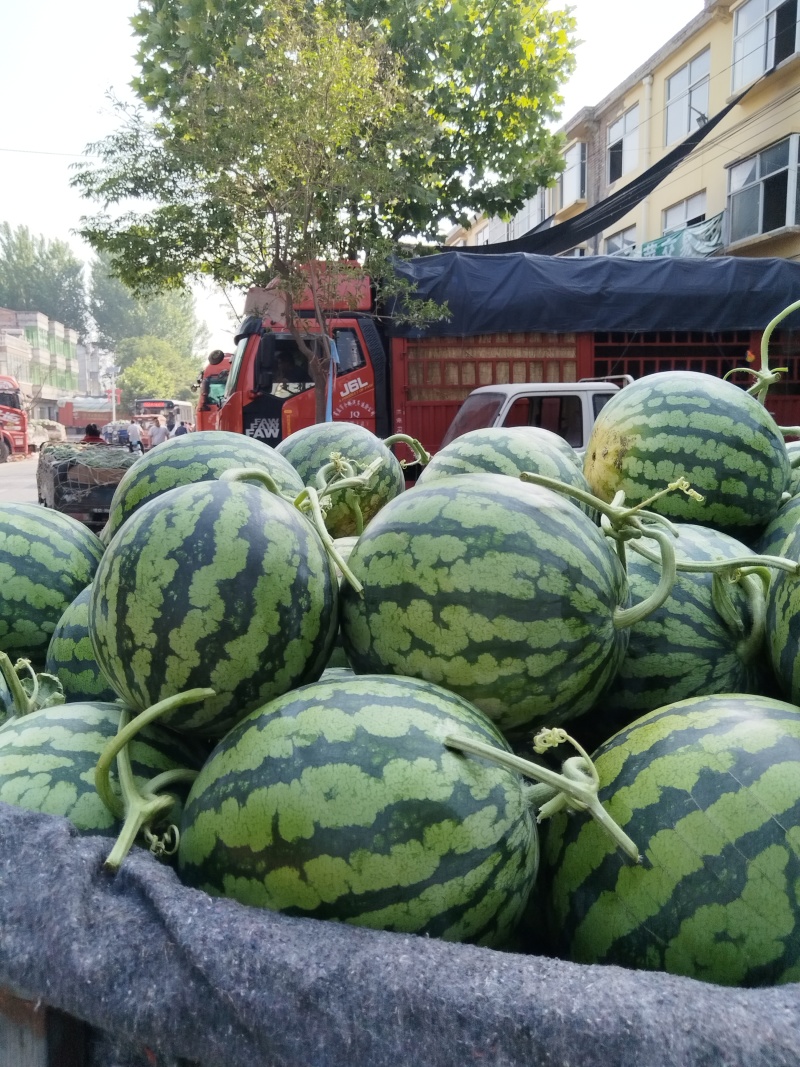 河南夏邑无籽美都西瓜大量上市中，质量好，价格低，口感好。