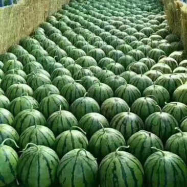 【实力】万亩西瓜基地大量直京欣西瓜，交通便利，货源充足！