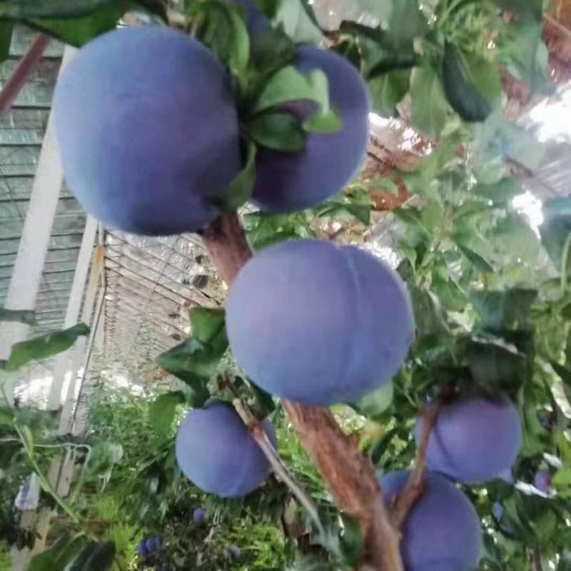 黑布林李子
