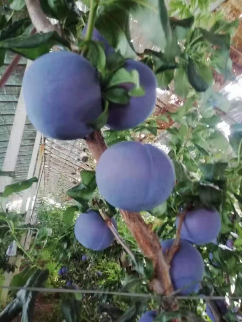 黑布林李子