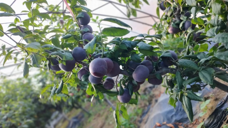 黑布林李子