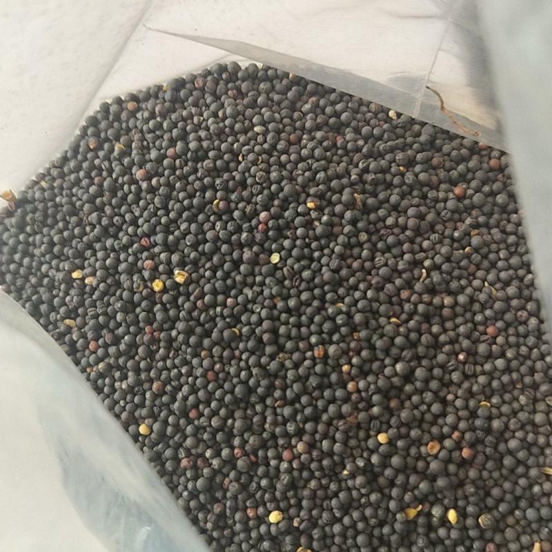 湖北优质油菜籽，供应油菜籽