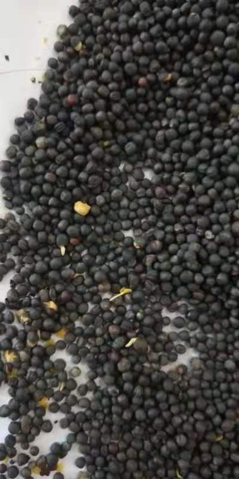 湖北优质油菜籽，供应油菜籽