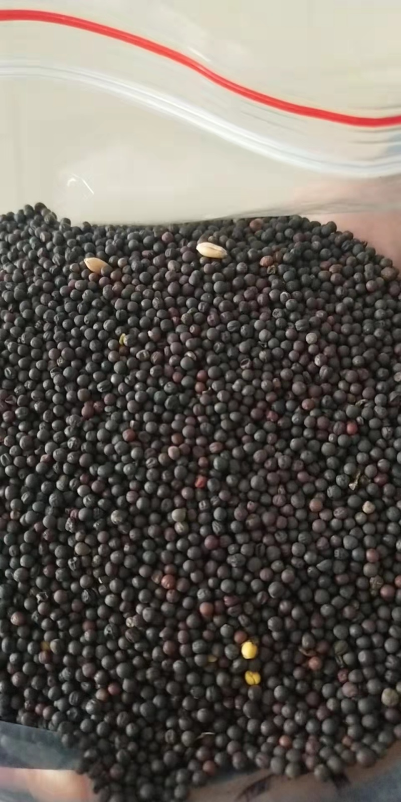 湖北优质油菜籽，供应油菜籽