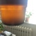 湖北优质油菜籽，供应油菜籽